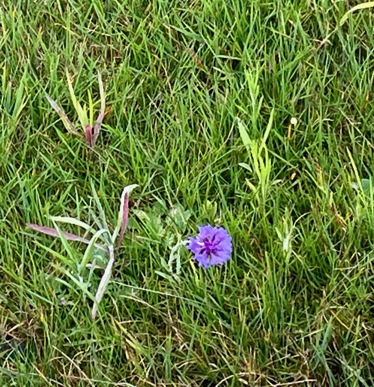 kornblume, 27.09.2025