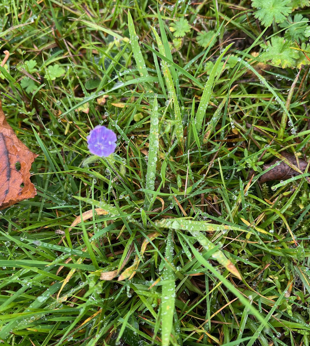 wegerichblättriger natternkopf, 15.10.2025